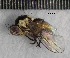  ( - S14MT89)  @12 [ ] CreativeCommons - Attribution Share-Alike (2015) Unspecified UCSD