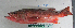  ( - HL-14269)  @11 [ ] CreativeCommons - Attribution Share-Alike (2015) Unspecified Luther Burbank High School