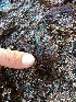  (Microcladia borealis - 17_Seaweeds_AEH-12)  @11 [ ] CreativeCommons - Attribution Share-Alike (2017) Unspecified Bamfield Marine Sciences Center