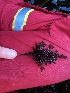  ( - 17_Seaweeds_AEH-20)  @11 [ ] CreativeCommons - Attribution Share-Alike (2017) Unspecified Bamfield Marine Sciences Center