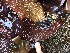  ( - 17_Seaweeds_AEH-5)  @11 [ ] CreativeCommons - Attribution Share-Alike (2017) Unspecified Bamfield Marine Sciences Center