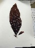  ( - 17_Seaweeds_AEH-5)  @11 [ ] CreativeCommons - Attribution Share-Alike (2017) Unspecified Bamfield Marine Sciences Center