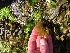  ( - 17_Seaweeds_AEH-8)  @11 [ ] CreativeCommons - Attribution Share-Alike (2017) Unspecified Bamfield Marine Sciences Center