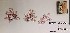  (Microcladia coulteri - 17_Seaweeds_AS0041)  @11 [ ] CreativeCommons - Attribution Share-Alike (2017) Unspecified Bamfield Marine Sciences Centre