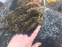  ( - 17_Seaweeds_DGM-6)  @11 [ ] CreativeCommons - Attribution Share-Alike (2017) Unspecified Bamfield Marine Sciences Center