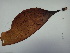  ( - 17_Seaweeds_HRR36)  @11 [ ] CreativeCommons - Attribution Share-Alike (2017) Unspecified Bamfield Marine Sciences Center