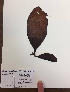  ( - 17_Seaweeds_EAN25)  @11 [ ] CreativeCommons - Attribution Share-Alike (2017) Unspecified Bamfield Marine Sciences Centre