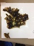 ( - 17_Seaweeds_DGM-6)  @11 [ ] CreativeCommons - Attribution Share-Alike (2017) Unspecified Bamfield Marine Sciences Center