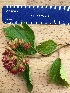  (Physocarpus amurensis - 17_UNE_RKG)  @11 [ ] CreativeCommons - Attribution Share-Alike (2017) Unspecified University of New England
