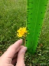  (Taraxacum rivulare - 18_BA_Con_18)  @11 [ ] CreativeCommons - Attribution Share-Alike (2018) Unspecified Baxter Academy