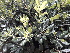  ( - Pittosporum tobira)  @11 [ ] CreativeCommons - Attribution Share-Alike (2018) Unspecified I.E.S. Juan Carlos I