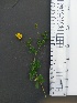  ( - Potentilla_erecta_9)  @11 [ ] CreativeCommons - Attribution Share-Alike (2018) Unspecified Durham University, United Kingdom