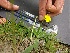  ( - Hieracium_pilosella_8)  @11 [ ] CreativeCommons - Attribution Share-Alike (2018) Unspecified Durham University, United Kingdom