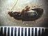  ( - RU-3-F18)  @13 [ ] CreativeCommons - Attribution Share-Alike (2018) Unspecified Radford University