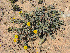  (Helianthemum caput-felis - 19-IESJC1-ELB-01)  @11 [ ] CreativeCommons - Attribution Share-Alike (2019) Unspecified I.E.S Juan Carlos I