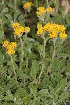  (Tanacetum vahlii - 19-IESJC1-ELB-05)  @11 [ ] CreativeCommons - Attribution Share-Alike (2019) Unspecified I.E.S Juan Carlos I