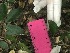 (Scutia myrtina - group3_5)  @11 [ ] CreativeCommons - Attribution Share-Alike (2019) Unspecified AUA