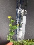  ( - Potentilla_erecta_42)  @11 [ ] CreativeCommons - Attribution Share-Alike (2019) Unspecified Durham University
