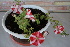 ( - 2022-IESJC1-BACH-RC)  @11 [ ] CreativeCommons - Attribution Share-Alike (2022) Unspecified I.E.S Juan Carlos I