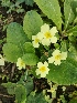  (Primula vulgaris - Primula_vulgaris_1)  @11 [ ] CreativeCommons - Attribution Share-Alike (2021) Unspecified Durham University, UK