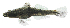  ( - 20_UCZ_MS_P18)  @11 [ ] CreativeCommons - Attribution Share-Alike (2021) Unspecified Department of Zoology, University College, Thiruvananthapuram, Kerala, India