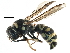  (Stenodynerus - BIOUG15837-G12)  @15 [ ] CreativeCommons - Attribution (2015) CBG Photography Group Centre for Biodiversity Genomics