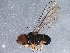  (Cephalosphaera sp. CA5 - BIOUG16370-E03)  @14 [ ] CreativeCommons - Attribution (2014) CBG Photography Group Centre for Biodiversity Genomics
