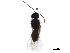  ( - BIOUG16371-B01)  @13 [ ] CreativeCommons - Attribution (2019) CBG Photography Group Centre for Biodiversity Genomics