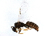  ( - BIOUG16393-F11)  @14 [ ] CreativeCommons - Attribution (2014) CBG Photography Group Centre for Biodiversity Genomics