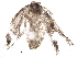  ( - BIOUG16443-H06)  @12 [ ] CreativeCommons - Attribution (2015) CBG Photography Group Centre for Biodiversity Genomics