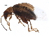  (Longitarsus melanurus - BIOUG16452-E10)  @14 [ ] CreativeCommons - Attribution (2014) CBG Photography Group Centre for Biodiversity Genomics
