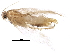  ( - BIOUG16514-F12)  @12 [ ] CreativeCommons - Attribution (2016) CBG Photography Group Centre for Biodiversity Genomics