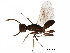  ( - BIOUG25956-A08)  @11 [ ] CreativeCommons - Attribution (2017) CBG Photography Group Centre for Biodiversity Genomics