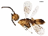  ( - BIOUG26066-A03)  @11 [ ] CreativeCommons - Attribution (2017) CBG Photography Group Centre for Biodiversity Genomics