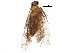  ( - BIOUG26276-B10)  @13 [ ] CreativeCommons - Attribution (2016) CBG Photography Group Centre for Biodiversity Genomics