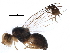  (Trupanea radifera - BIOUG26677-B05)  @14 [ ] CreativeCommons - Attribution (2016) CBG Photography Group Centre for Biodiversity Genomics