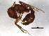  (Pogonomyrmex subnitidus - BIOUG08850-H04)  @13 [ ] CreativeCommons - Attribution (2014) CBG Photography Group Centre for Biodiversity Genomics