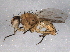 (Euryomma - BIOUG08785-C06)  @14 [ ] CreativeCommons - Attribution (2014) CBG Photography Group Centre for Biodiversity Genomics