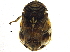  (Clastoptera lugubris - BIOUG08809-D12)  @14 [ ] CreativeCommons - Attribution (2014) CBG Photography Group Centre for Biodiversity Genomics