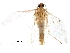  ( - BIOUG15449-H10)  @12 [ ] CreativeCommons - Attribution (2016) CBG Photography Group Centre for Biodiversity Genomics