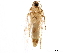 ( - BIOUG15449-H11)  @12 [ ] CreativeCommons - Attribution (2016) CBG Photography Group Centre for Biodiversity Genomics
