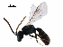  ( - BIOUG15450-D02)  @14 [ ] CreativeCommons - Attribution (2018) CBG Photography Group Centre for Biodiversity Genomics