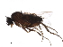 ( - BIOUG13765-G03)  @13 [ ] CreativeCommons - Attribution (2018) CBG Photography Group Centre for Biodiversity Genomics