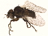  (Pseudonapomyza - BIOUG13911-C06)  @14 [ ] CreativeCommons - Attribution (2014) CBG Photography Group Centre for Biodiversity Genomics