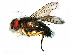  ( - BIOUG15584-H07)  @14 [ ] CreativeCommons - Attribution (2014) CBG Photography Group Centre for Biodiversity Genomics