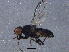  (Hemeromyia - BIOUG15683-C05)  @14 [ ] CreativeCommons - Attribution (2014) CBG Photography Group Centre for Biodiversity Genomics
