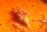  (Trapania cirrita - ASBTS02)  @11 [ ] CreativeCommons - Attribution Non-Commercial No Derivatives (2014) Guido Zsilavecz SURG, Cape Town
