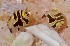  (Cyproidea - MB-A066317)  @11 [ ] Unspecified (default): All Rights Reserved  Unspecified Unspecified
