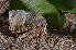  ( - MB-A066713)  @11 [ ] CreativeCommons - Attribution Share-Alike (2017) Jannes Landschoff University of Cape Town