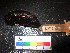  (Roweia stephensoni - MM14-160)  @11 [ ] CreativeCommons - Attribution Share-Alike (2014) Unspecified South African Institute for Aquatic Biodiversity
